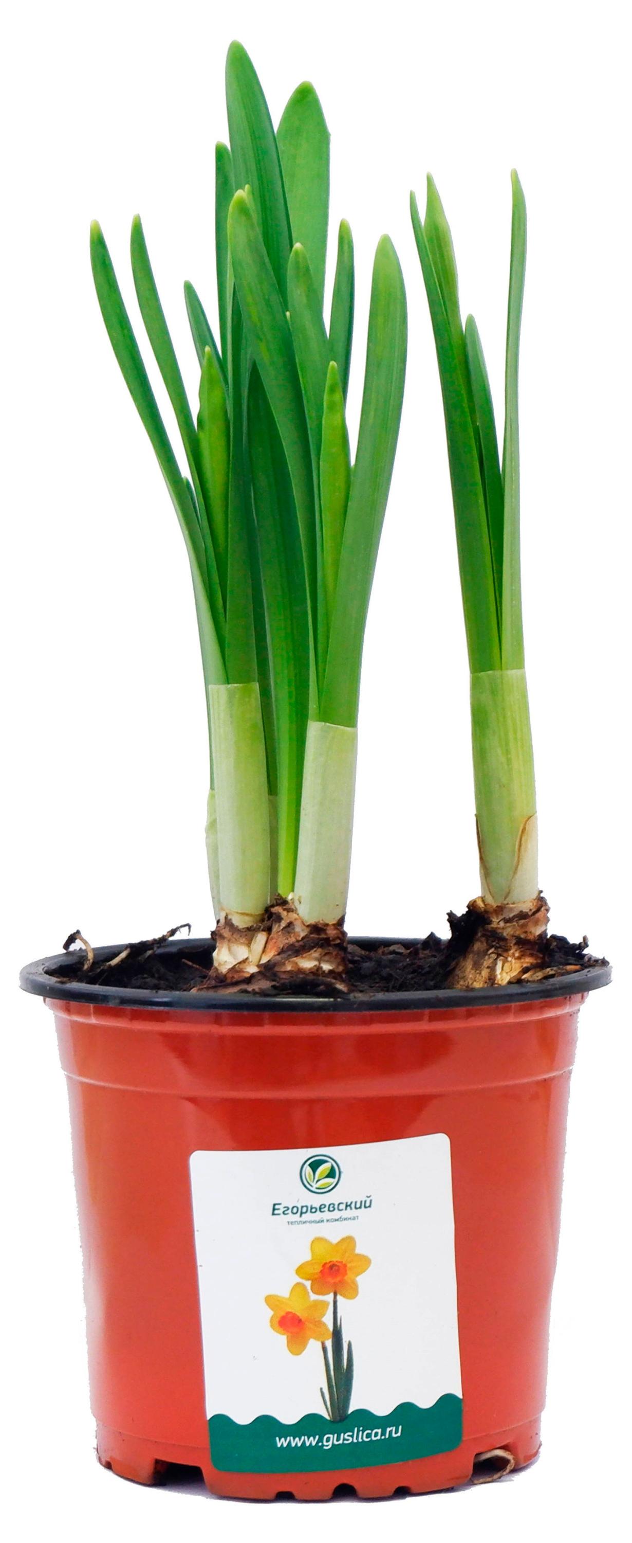 

Нарцисс 3 луковицы, d 10 15 см