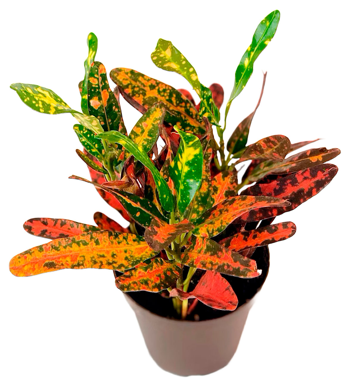 

Живое растение Кротон (Кодиеум) Стандарт мелколистный разноцветное дерево в горшке d 8 h 15 см, 1 шт