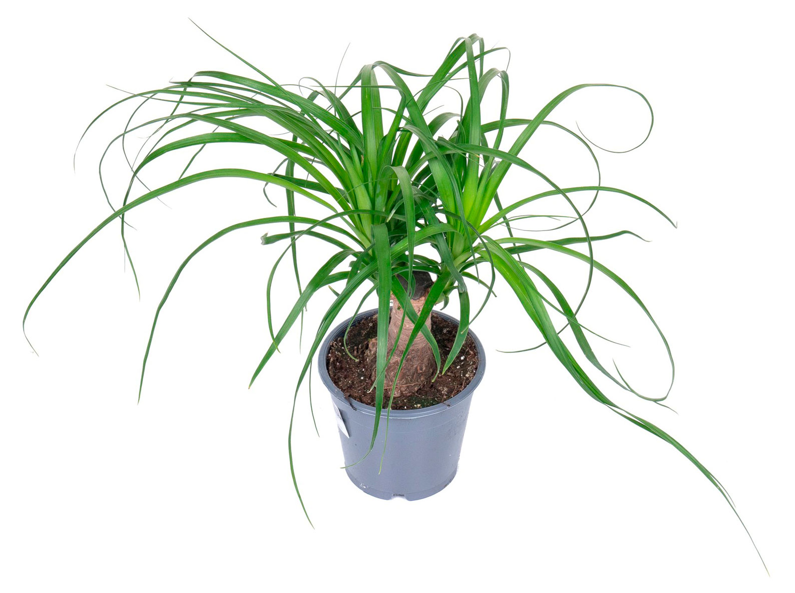 Изображение товара Живое растение Нолина (Бокарнея) зеленая дерево в горшке d 12 h 25 см, 1 шт