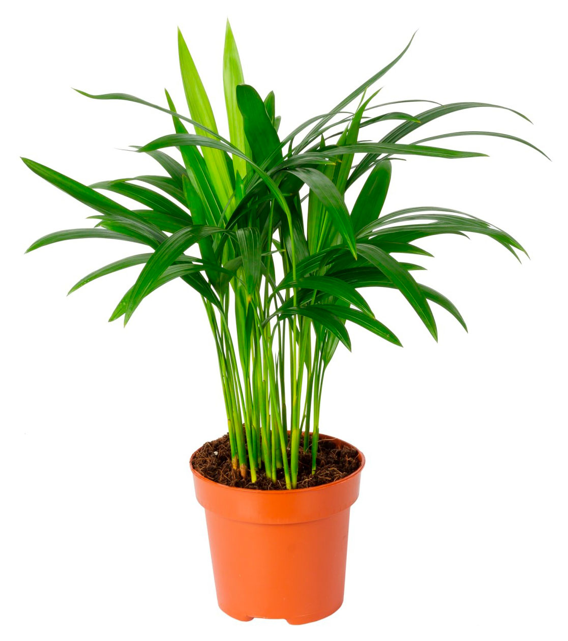 Изображение товара Живое растение пальма Арека Хризалидокарпус в горшке d 12 h 35 см, 1 шт