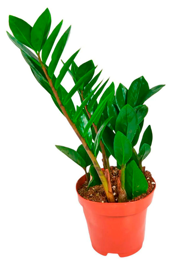 

Живое растение Замиокулькас в горшке d 17 h 55 см, 1 шт