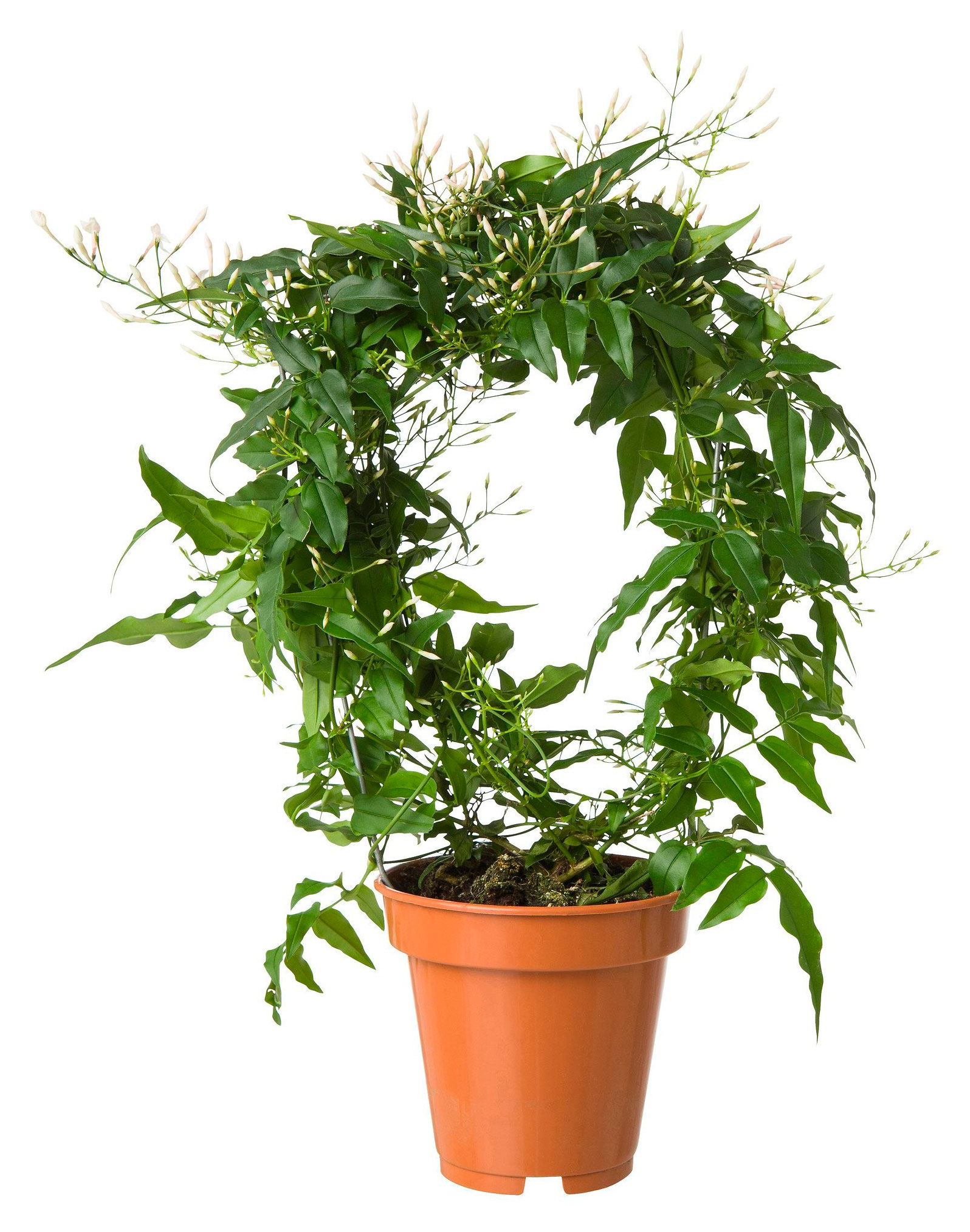 

Живое растение Жасмин Полиантум в горшке d 12 h 35 см, 1 шт