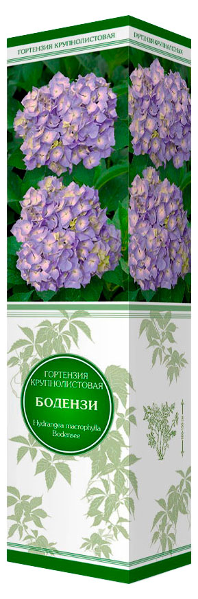 

Саженцы Поиск Гортензия, 1 шт
