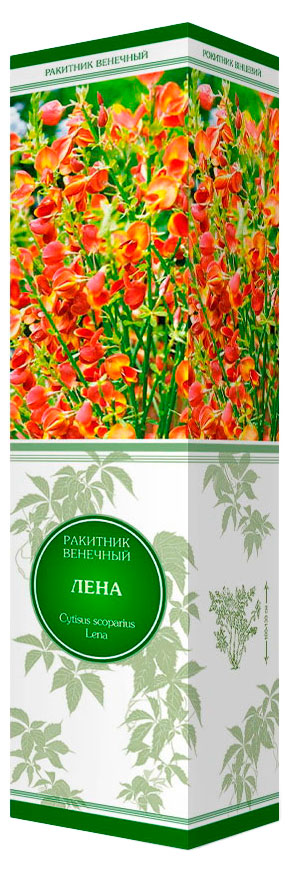 

Саженцы Поиск Ракитник, 1 шт
