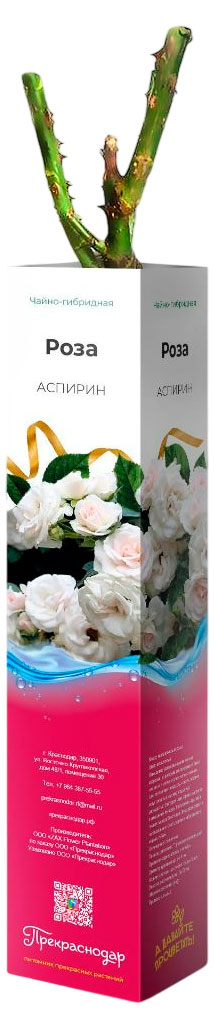 

Саженцы Роза стандарт в коробке, 1 шт в ассортименте