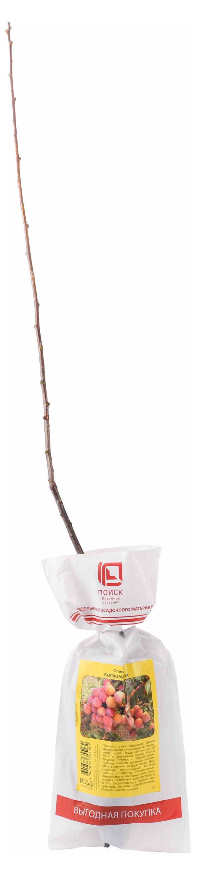 

Саженцы Поиск Слива, 1 шт