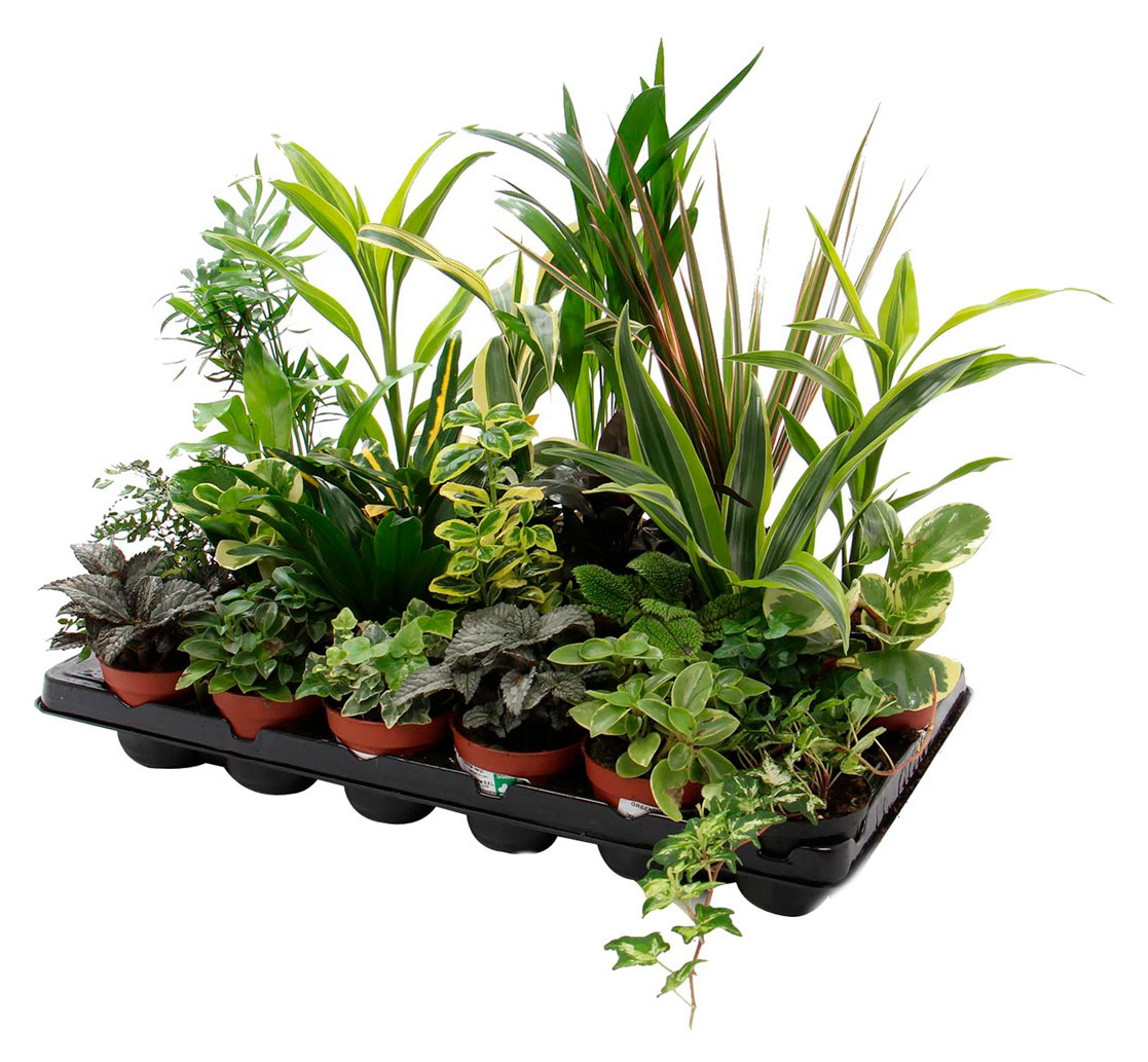 

Живое растение Растения микс зелень в ассортименте в горшке d 12 h 40 см, 1 шт