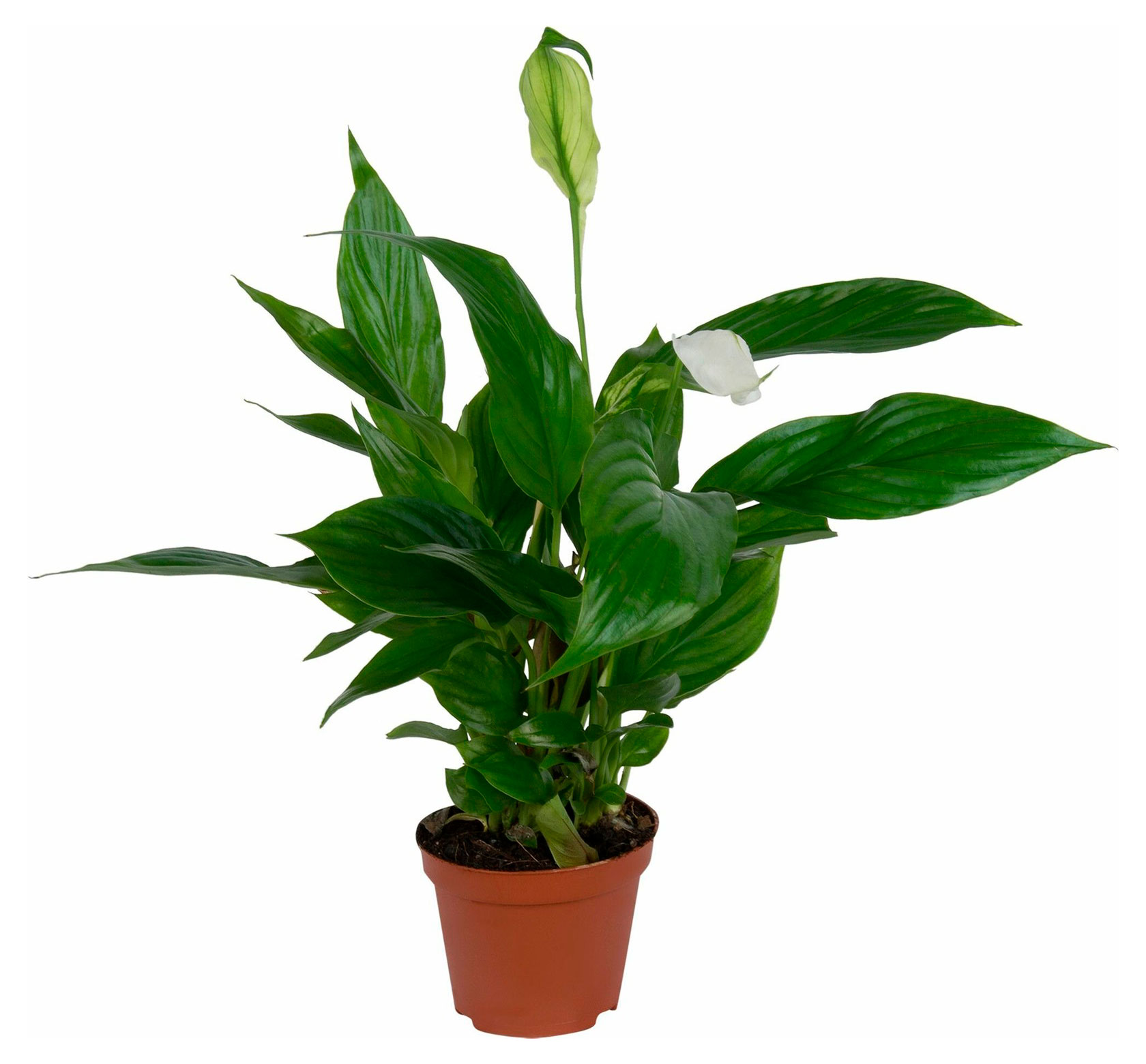 Изображение товара Спатифиллум Белый Офис/Дом Главная характеристика