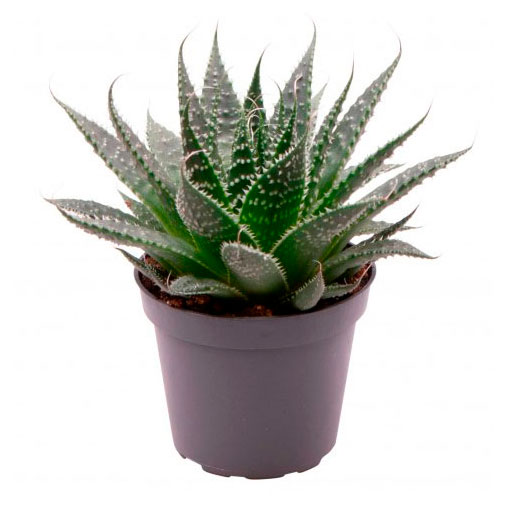 

Живое растение суккулент Алоэ Аристата в горшке d 6 h 15 см, 1 шт