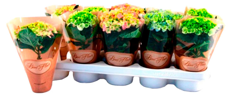 

Гортензия в горшке, d 15 h 35 см