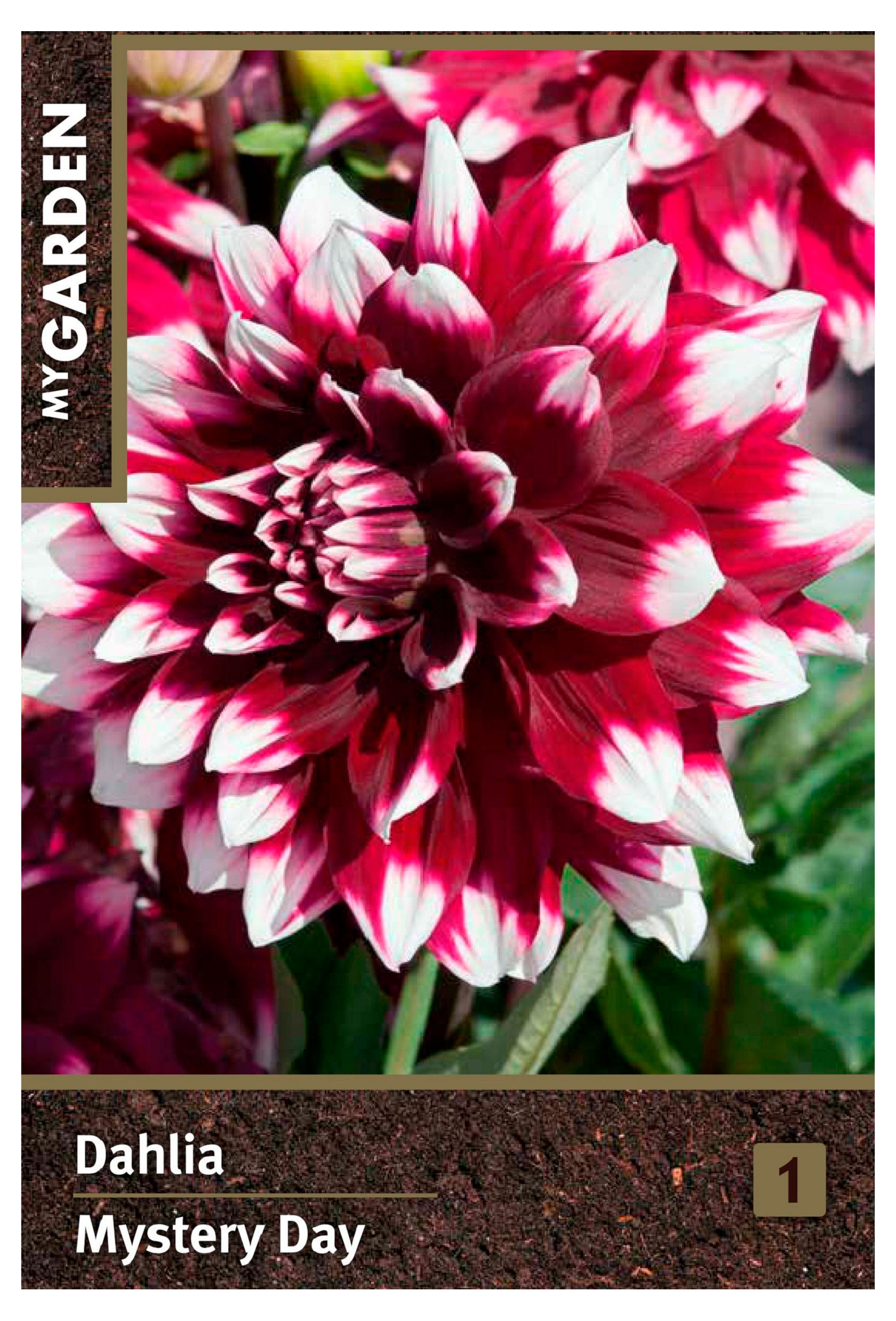 Изображение товара Георгина декоративная My Garden Мистери Дэй, 1 шт