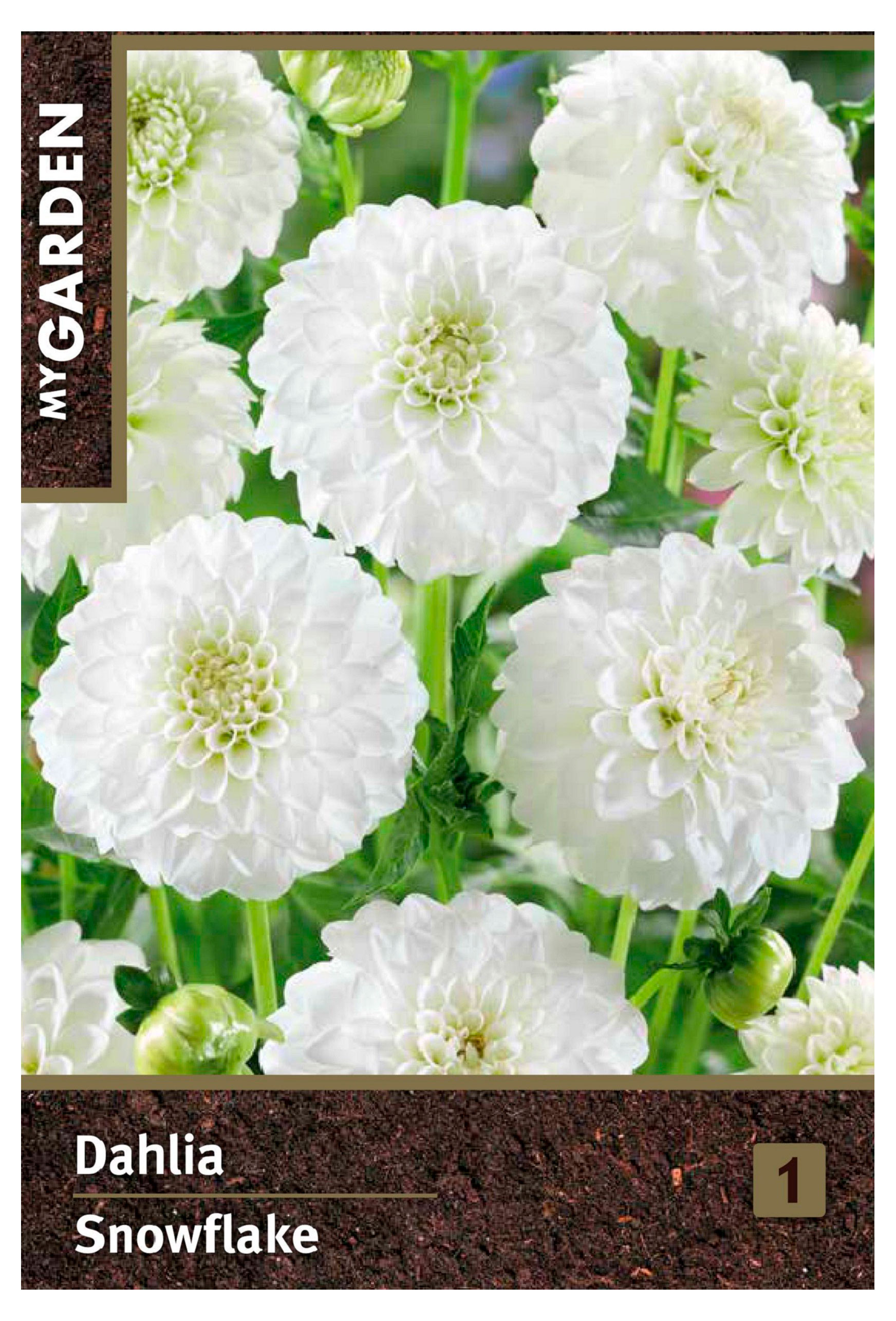 Изображение товара Георгина помпонная My Garden Сноуфлейк, 1 шт