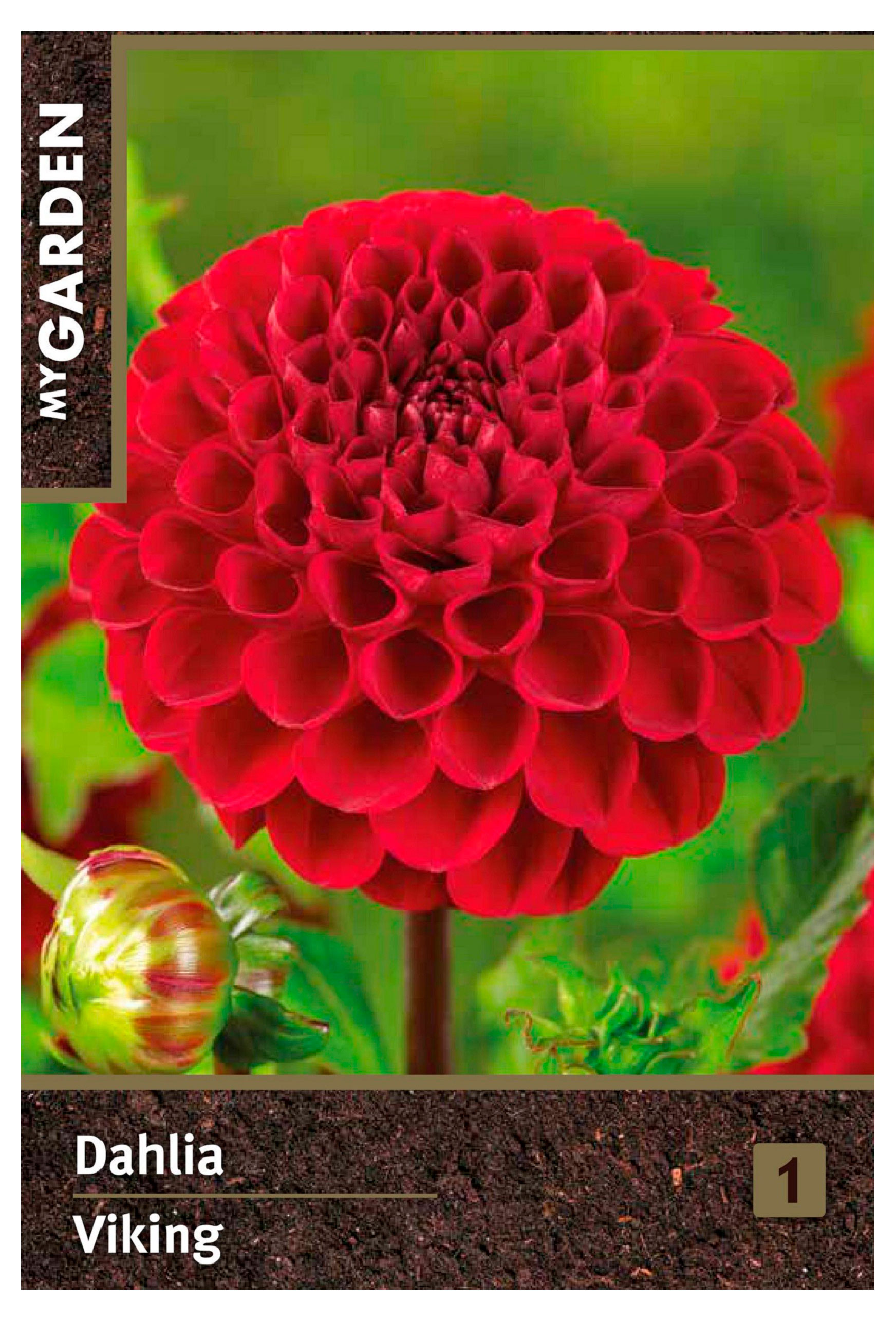 Изображение товара Георгина помпонная My Garden Викинг, 1 шт