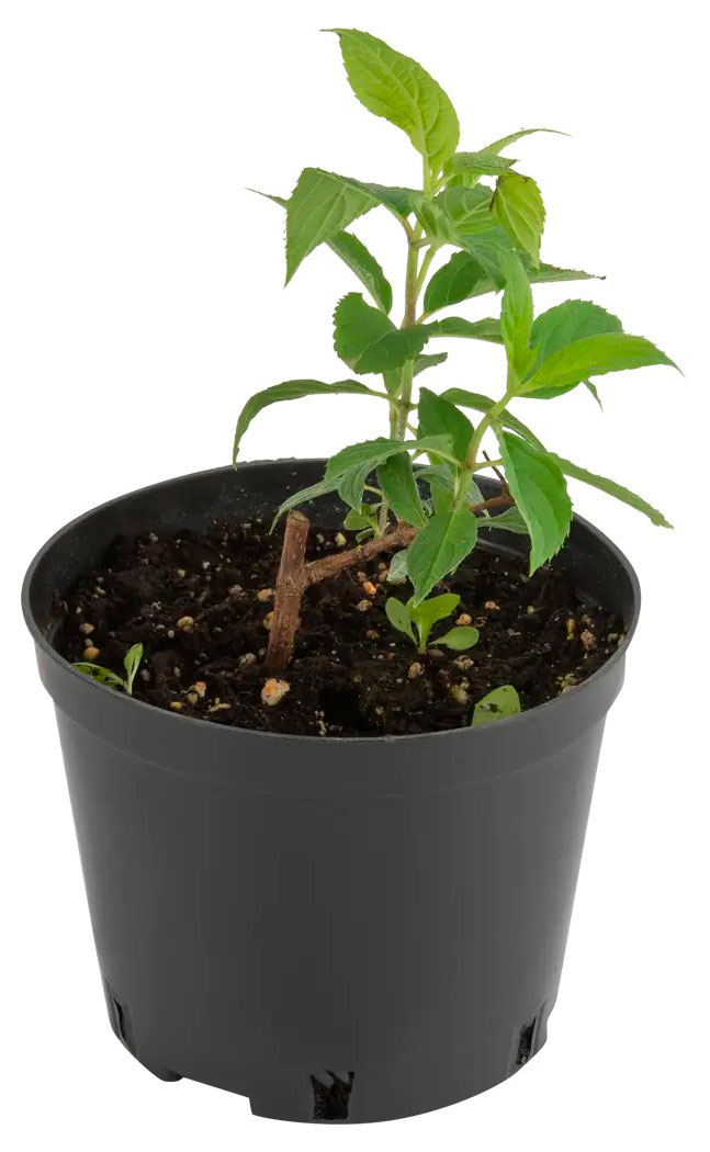 Изображение товара Саженцы цветущих кустарников Гортензия Эрли Блю «Тепличный комбинат» в горшке, d 15 см