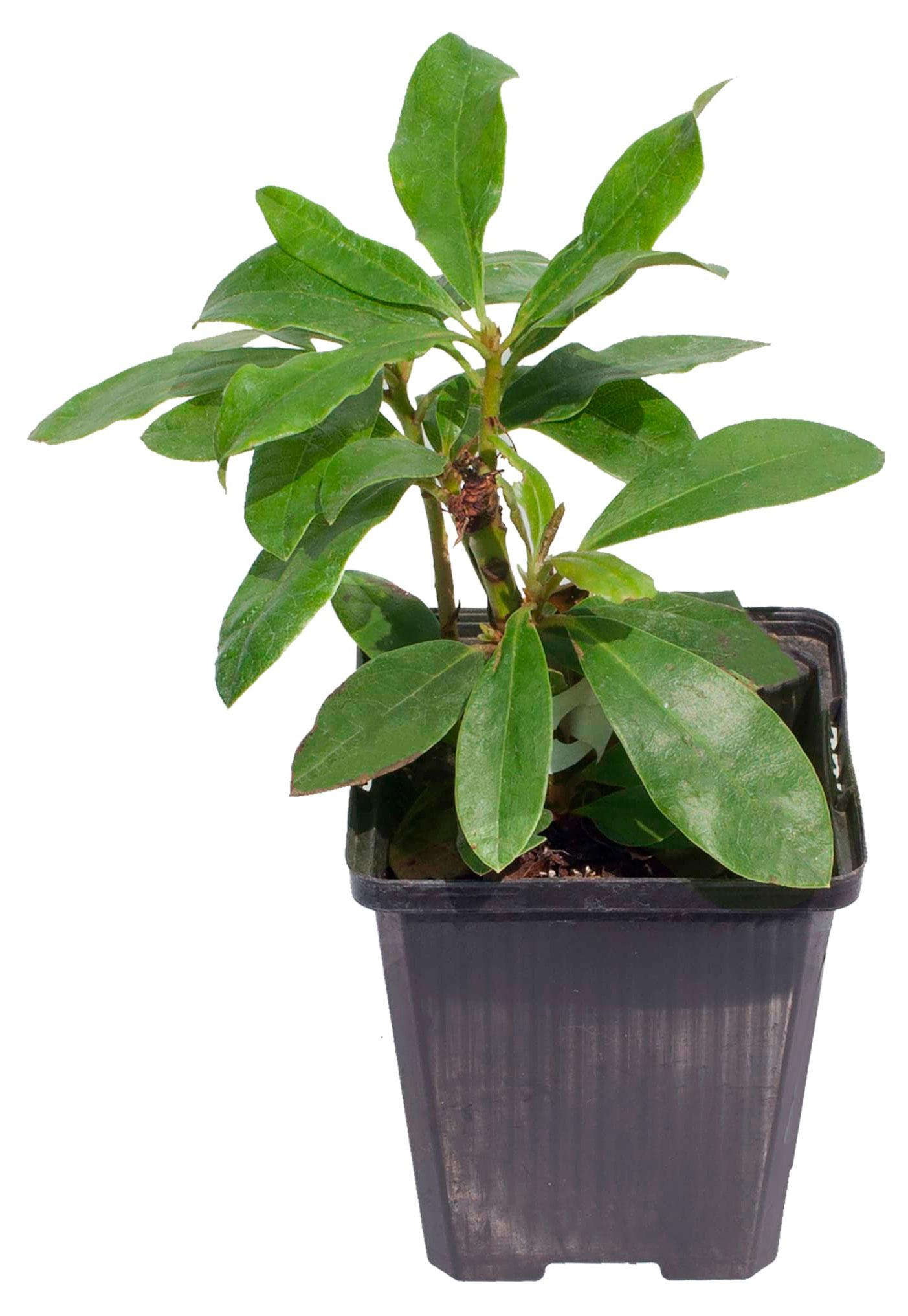 Изображение товара Саженцы цветущих кустарников «Цветы Московского» Рододендрон Якушиманский в горшке, d 15 h 25 см