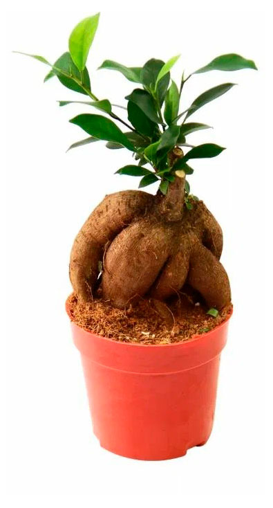 

Фикус Гинсенг бонсай дерево в горшке, d 9 h 20 см