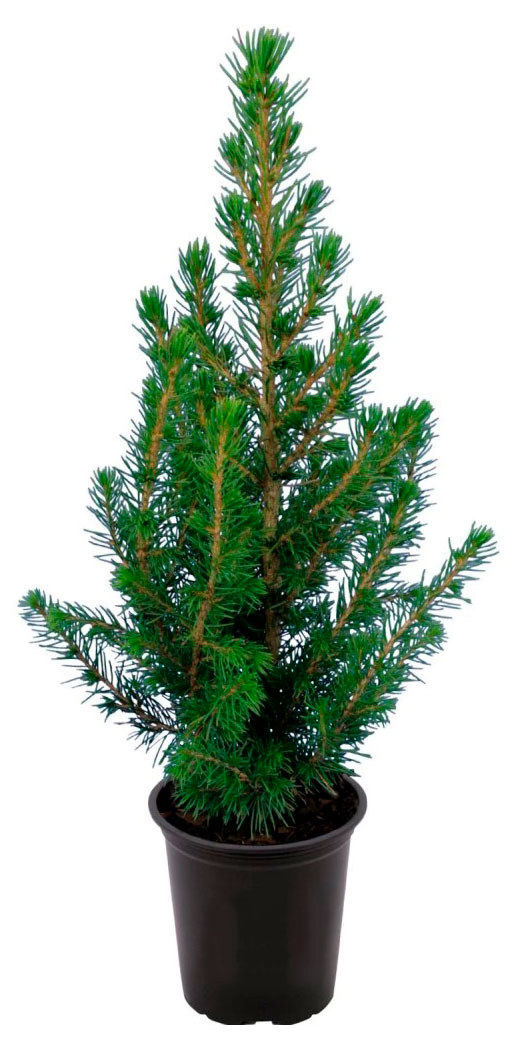 

Саженцы хвойных деревьев Цветы Московского Ель Канадская Глаука Перфекта в горшке, d 23 h 70 см