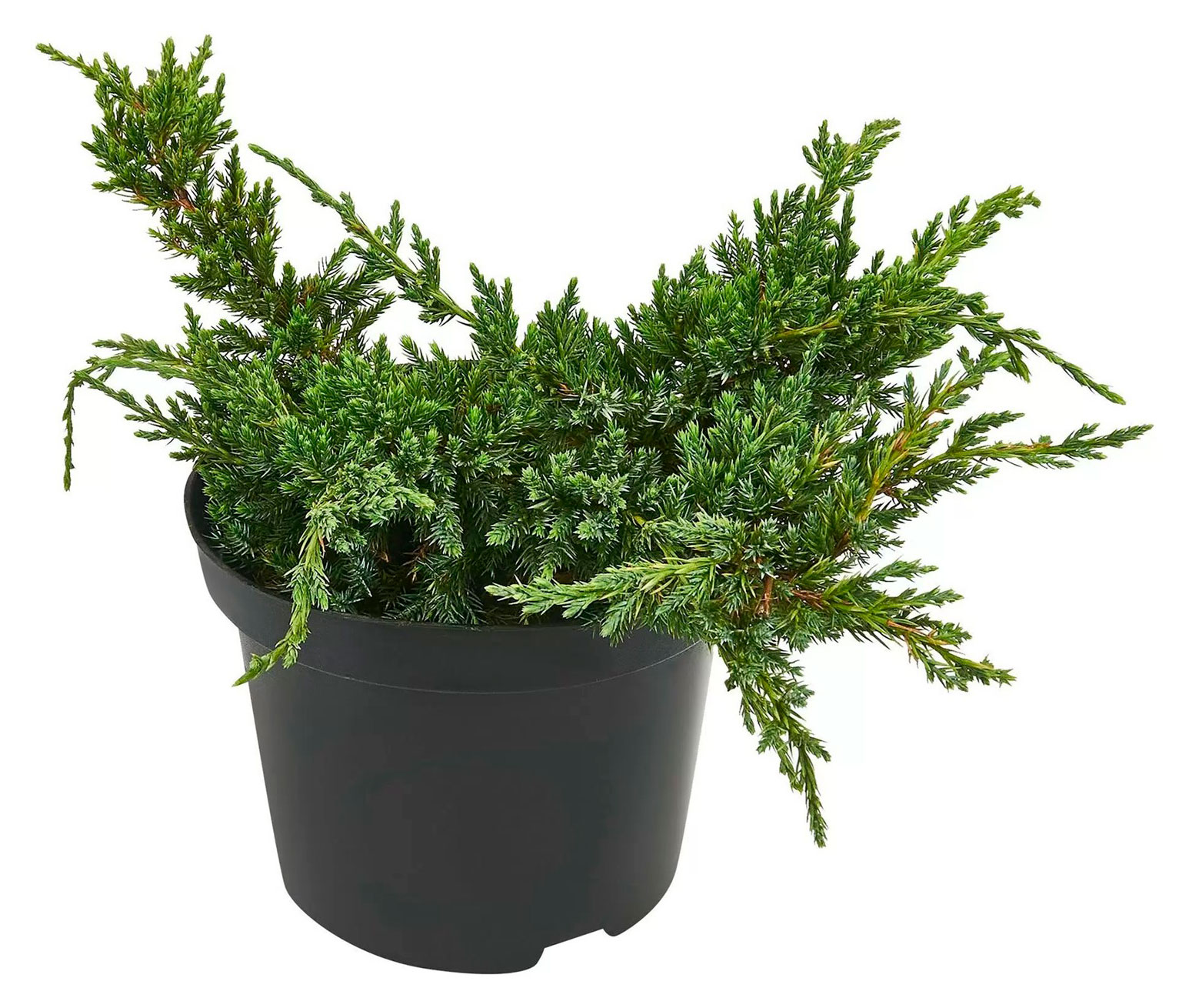 Изображение товара Саженцы «Цветы Московского» Можжевельник чешуйчатый Холгер в горшке, d 13 h 15 см