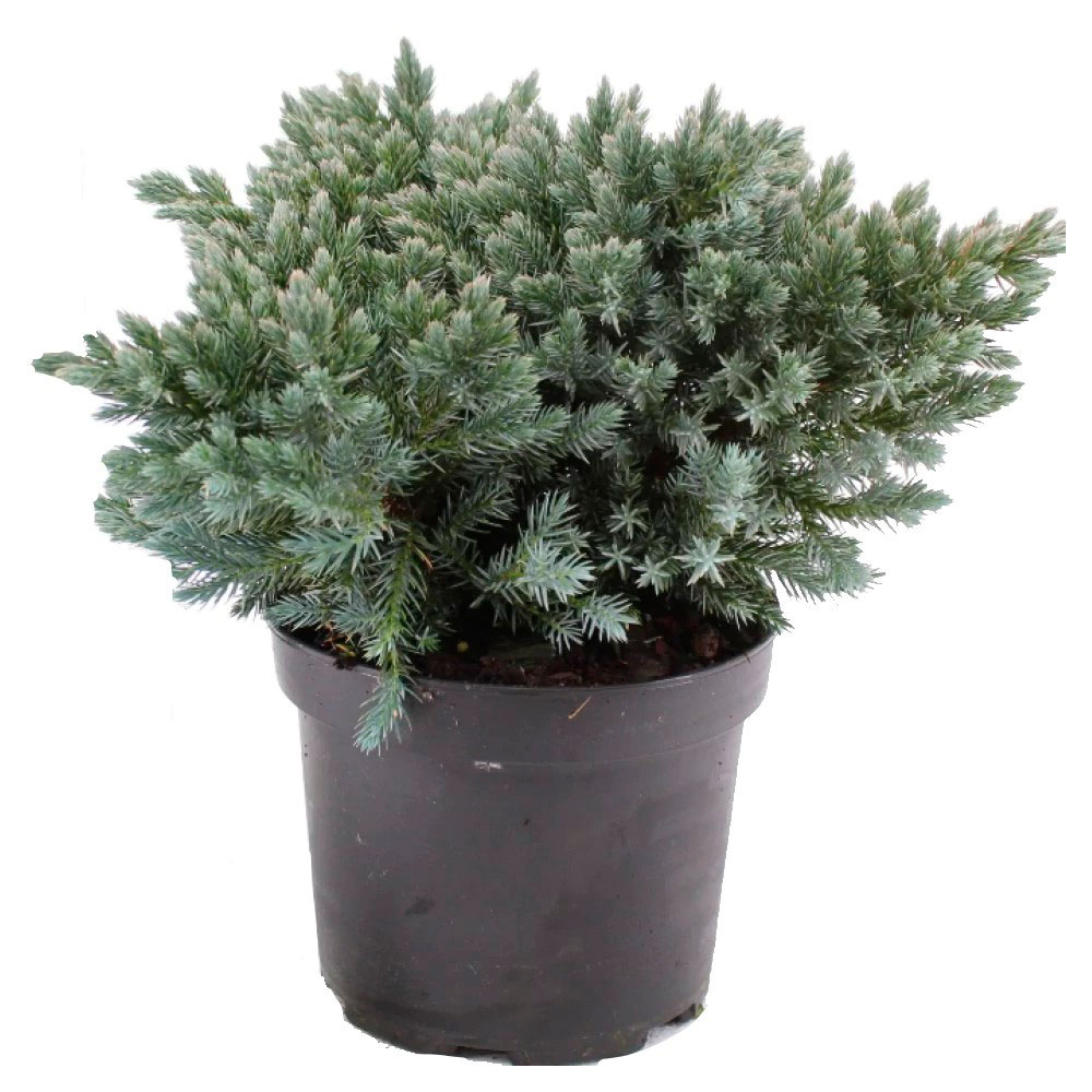 

Саженцы хвойных кустарников Цветы Московского Можжевельник чешуйчатый карликовый Блю Стар голубой в горшке, d 13 h 20 см