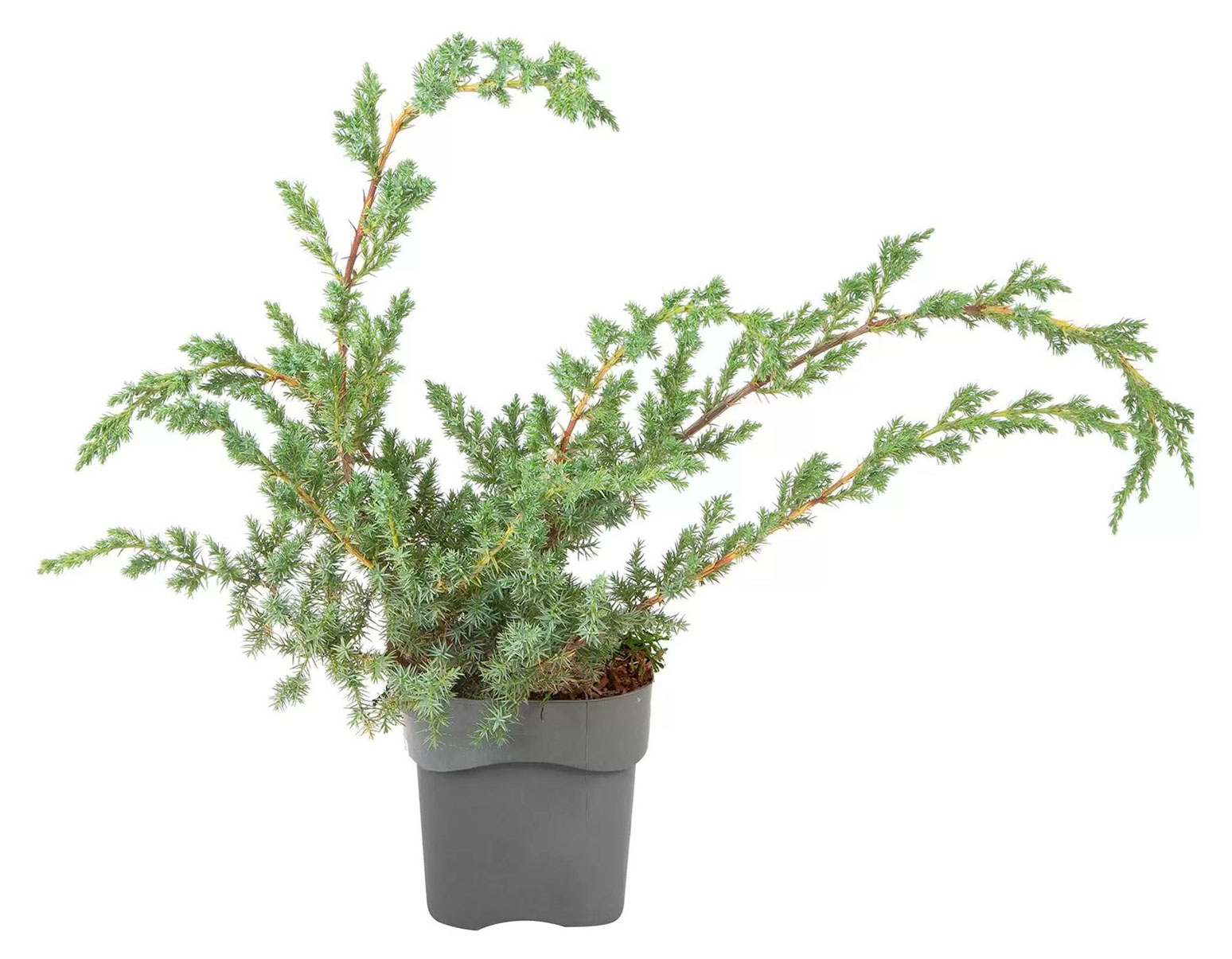 

Саженцы хвойных кустарников Цветы Московского Можжевельник китайский Блю Альпс в горшке, d 13 h 15 см