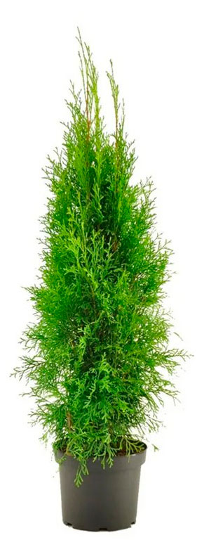 

Саженцы хвойных деревьев Цветы Московского Туя Смарагд в горшке, d 13 h 45 см