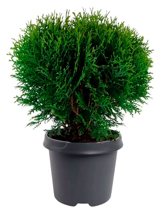 

Саженцы хвойных деревьев Цветы Московского Туя западная Тини Тим в горшке, d 13 h 35 см