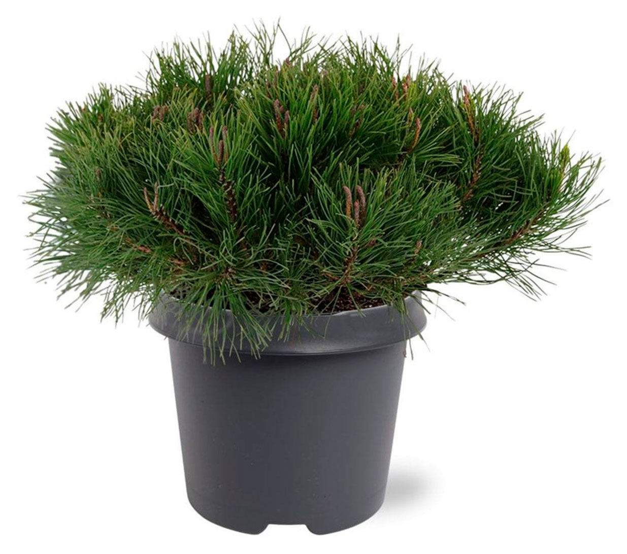 

Саженцы хвойных деревьев Цветы Московского Сосна горная Мугус живая в горшке, d 13 h 20 см