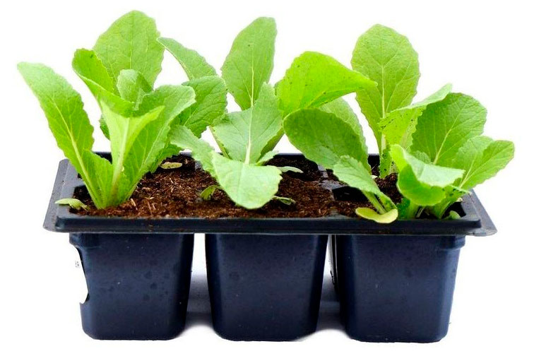 

Рассада овощей ЕТК Капуста Пекинская в кассете, 6 шт