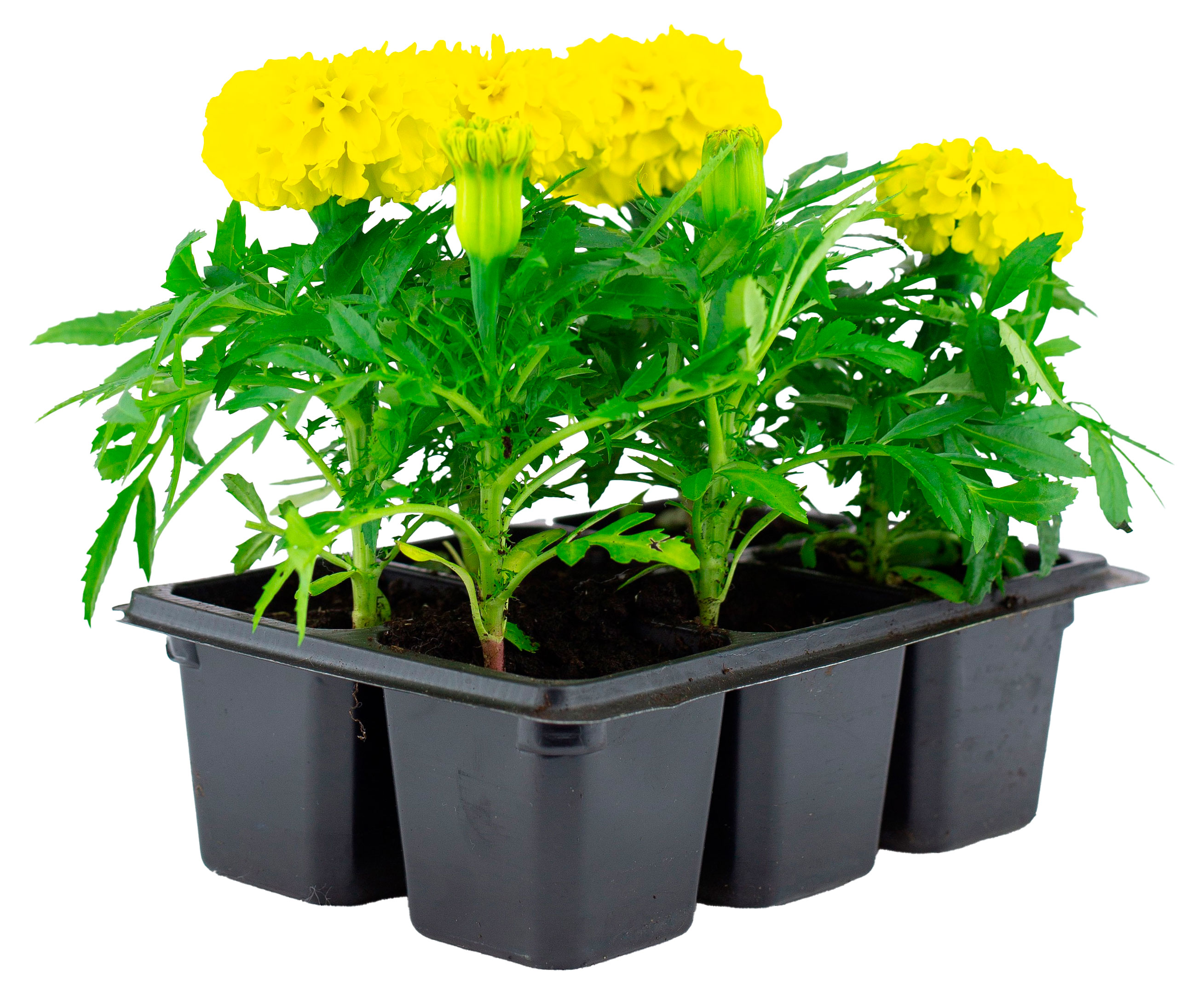 

Рассада цветов ЕТК Бархатцы прямостоячие желтые в кассете, 6 шт