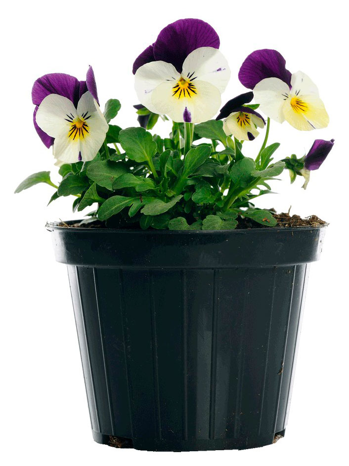 

Саженцы ЕТК Виола микс, d 10 см