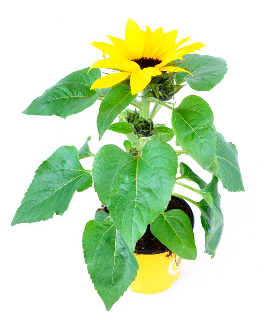 

Саженцы ЕТК Подсолнечник смесь, d 12 см