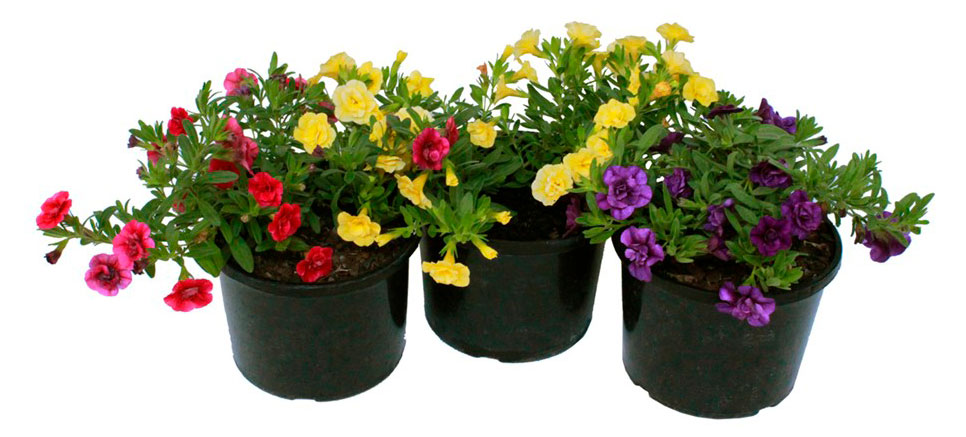 

Саженцы цветов ЕТК Калибрахоа смесь в горшке, d 12 см