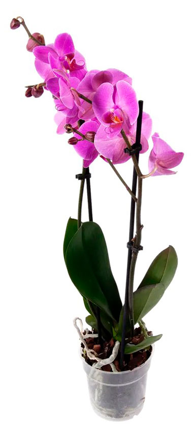 

Живое растение Орхидея Фаленопсис 2 стебля в ассортименте в горшке d 12 h 60 см, 1 шт