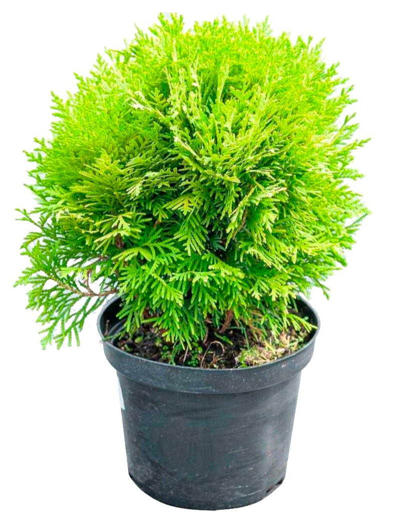 Изображение товара Саженцы хвойных деревьев «Цветы Московского» Туя западная Голден Глобе в горшке, d 13 h 15 см