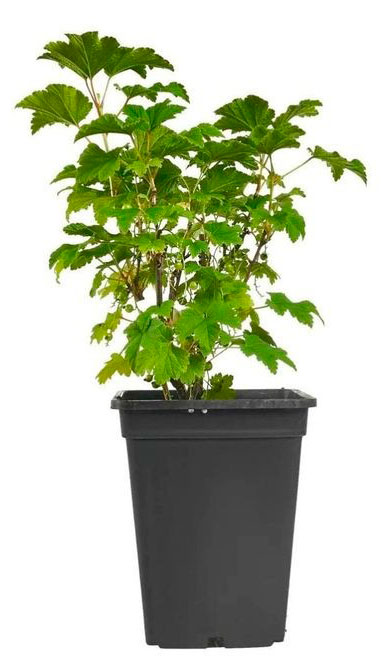 

Саженцы плодово-ягодных кустарников PlantMarket Смородина черная Ядреная в горшке, С1