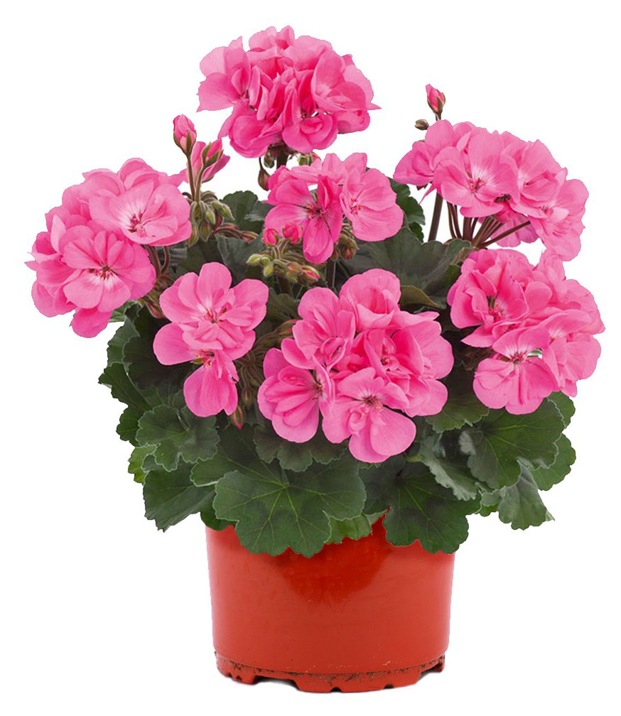 

Саженцы ЕТК Пеларгония зональная Анне, d 12 h 15 см