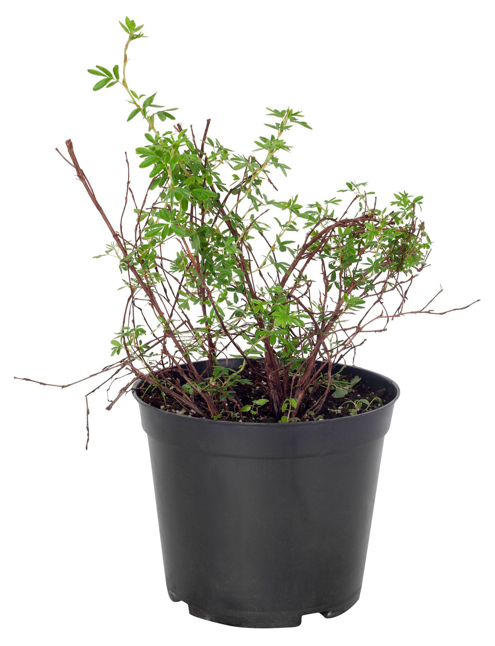 

Саженцы PlantMarket Лапчатка кустарниковая Элизабет, С3