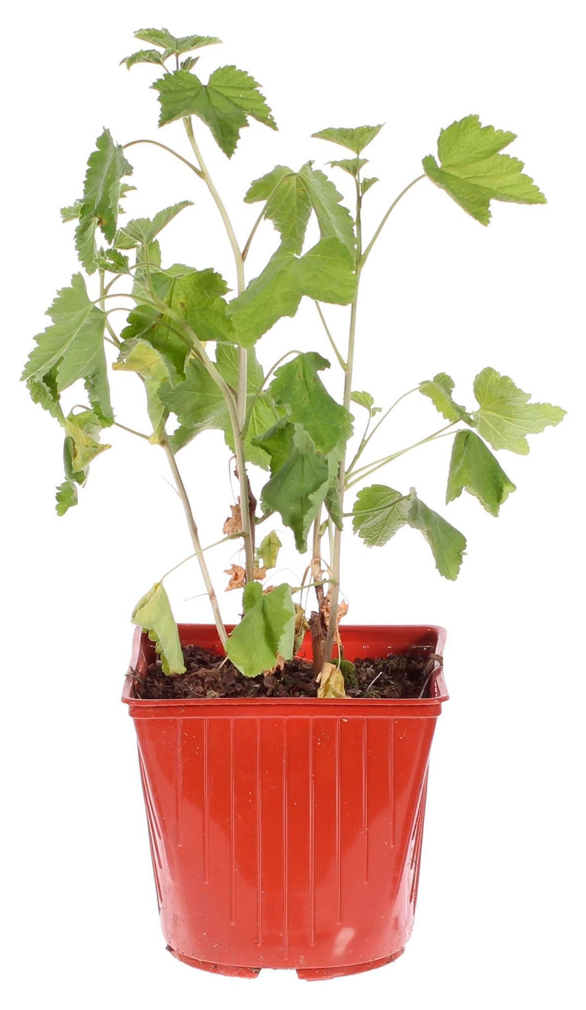 

Саженцы плодово-ягодных кустарников PlantMarket Смородина красная Кузьмина в горшке, С1