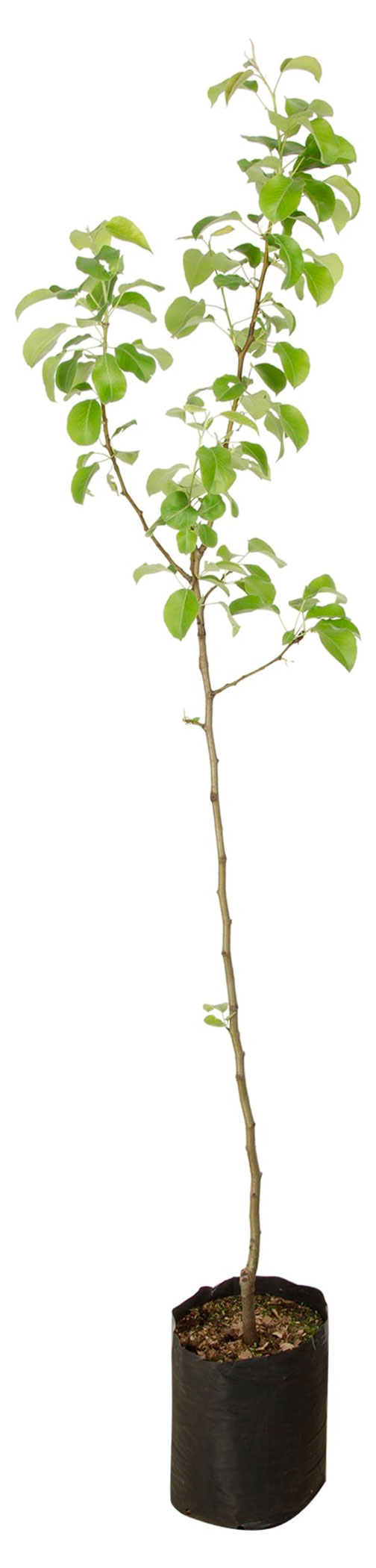 

Саженцы плодово-ягодных деревьев PlantMarket Яблоня Ветеран, С5