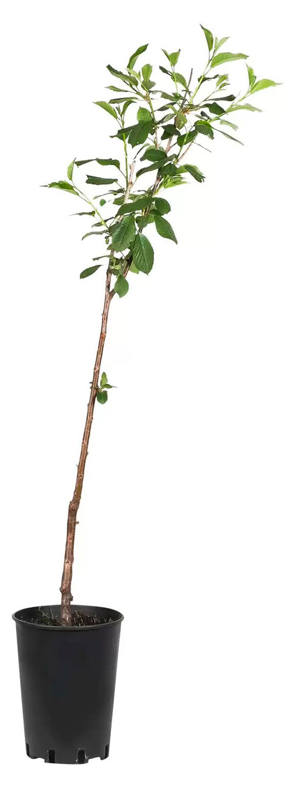 

Саженцы PlantMarket Черешня Итальянка, С7
