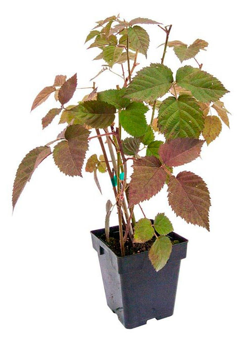 

Саженцы PlantMarket Ежевика Навахо, С5 h 40 см