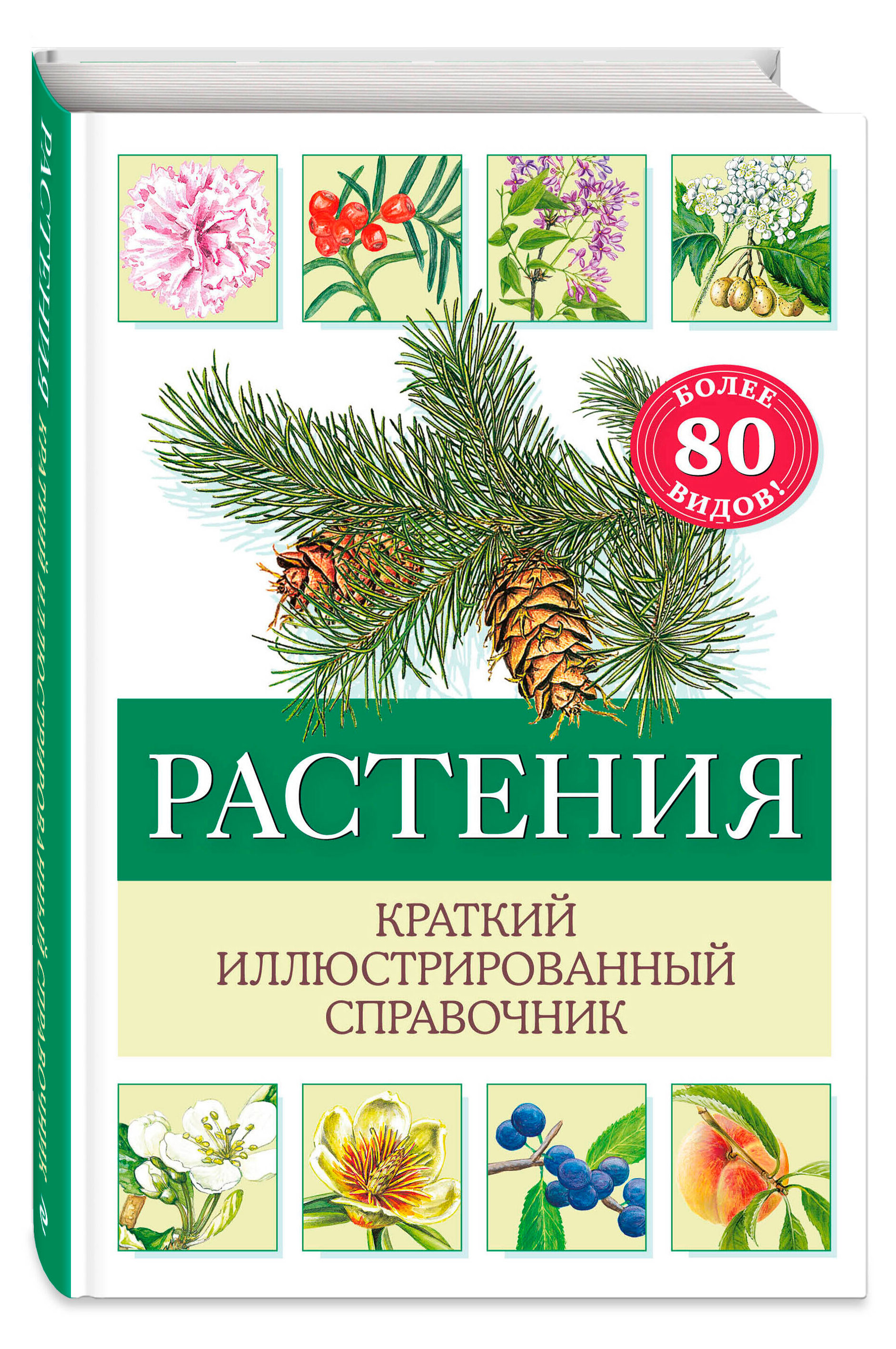 

Растения краткий иллюстрированный справочник