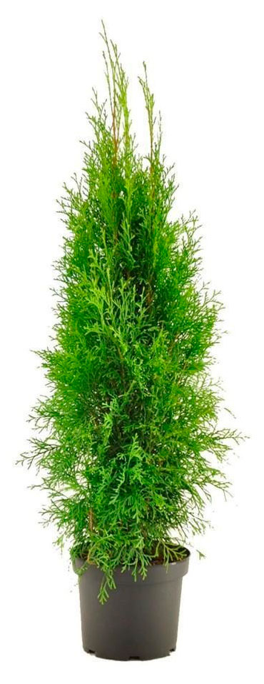 

Саженцы хвойных деревьев PlantMarket Туя западная Холмструп в горшке, С3