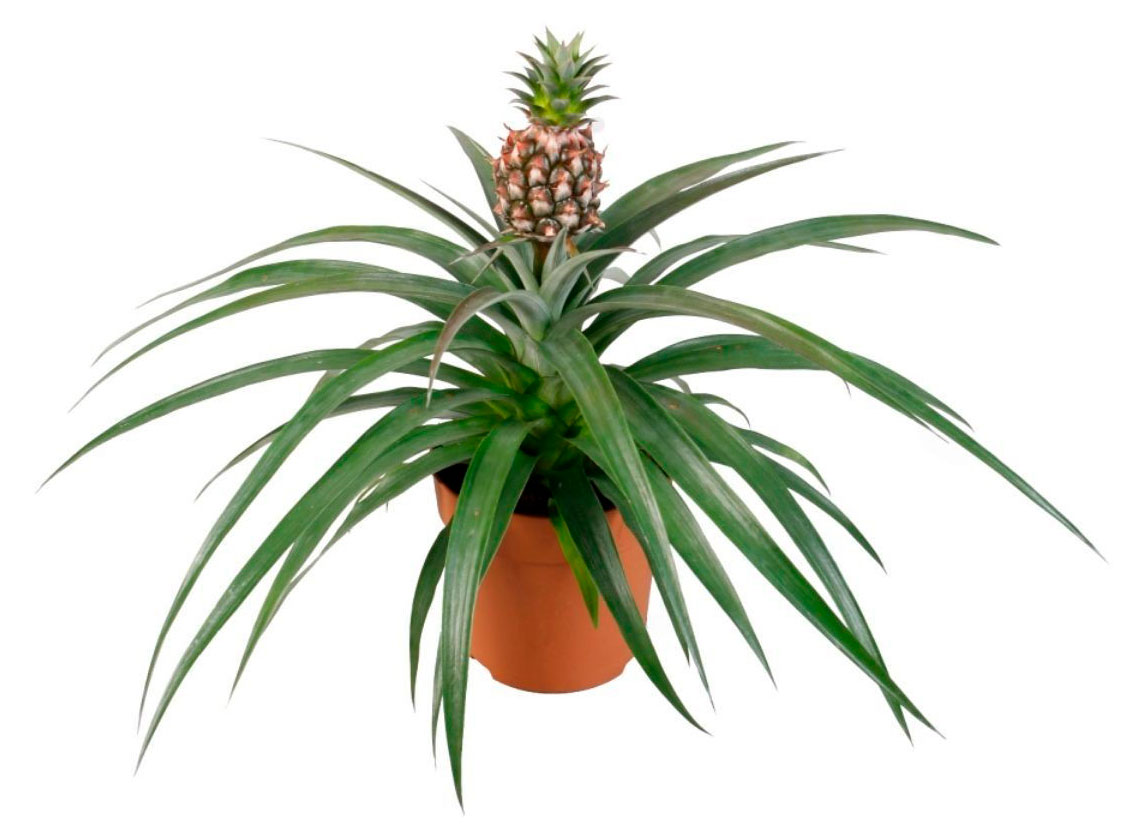 

Живое растение Бромелия Ананас корона в горшке d 12 h 40 см, 1 шт