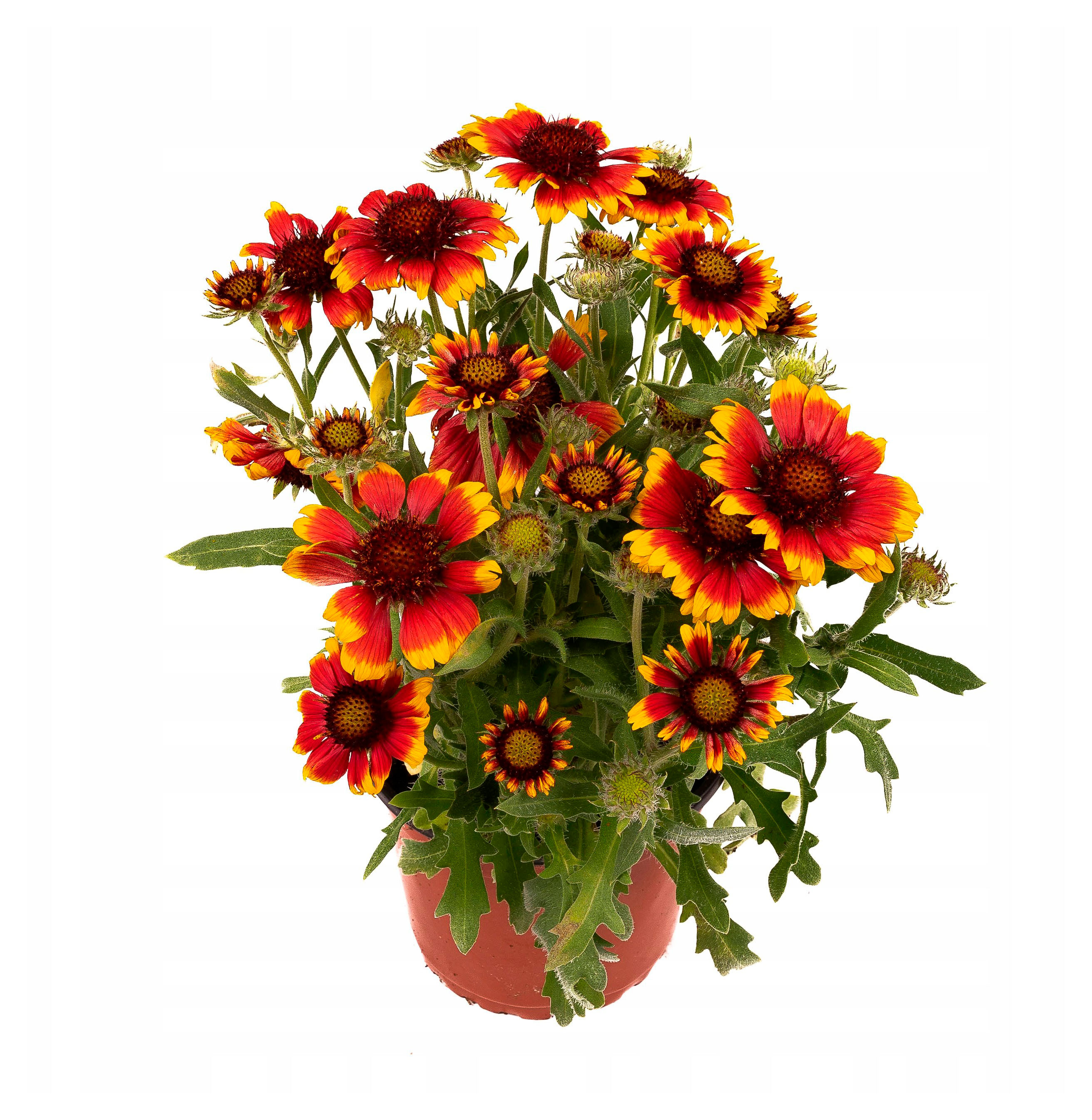 

Саженцы цветов ЕТК Гайлардия, Р9