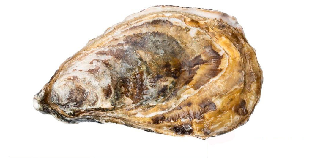 Изображение товара Живые устрицы Касабланка №2 в раковине 1 шт свежие морепродукты