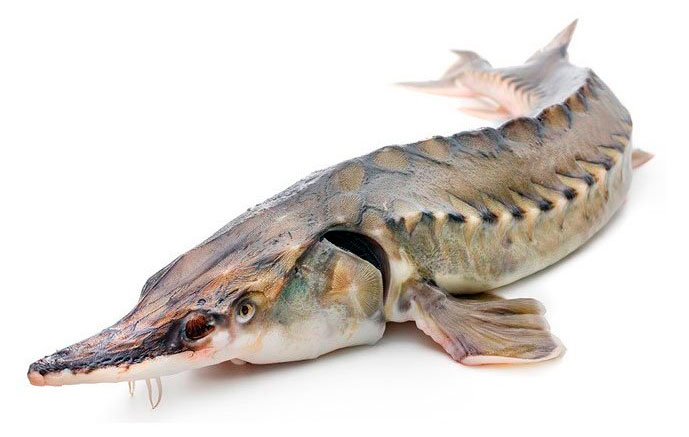 Изображение товара Белуга живая, вес