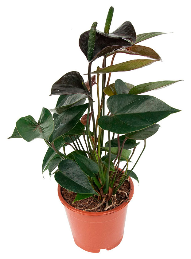 

Живое растение Антуриум Блэк Лав черный в горшке d 12 h 36 см, 1 шт