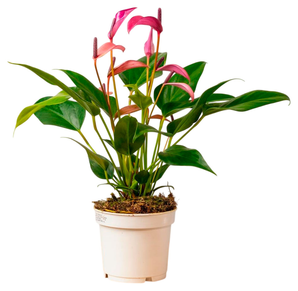 

Живое растение Антуриум Зизу сиреневый в горшке d 9 h 30 см, 1 шт