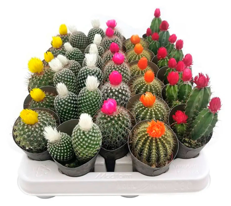 

Кактус с сухими цветами в горшке, d 5,5 h 5 см